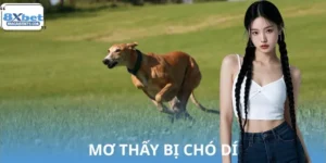 Ngủ Mơ Thấy Bị Chó Dí Hên Hay Xui? Nên Đánh Cặp Số Lô Đề Gì?
