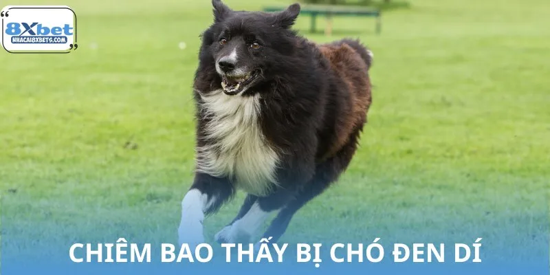 Chó đen dí trong mơ cho thấy nỗi sợ tiềm ẩn xuất hiện